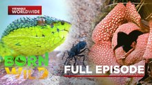 Wildlife Searching for Home and Rafflesia Magnifica (Full Episode) | Born To Be Wild