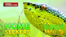 Paghahanap ng masisilungan ng digger wasp at pit viper | Born To Be Wild