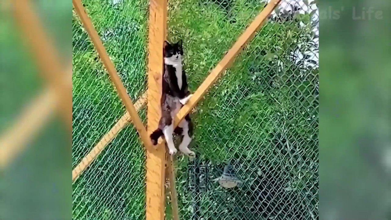 Best Animal Videos 2026 😂 - Funniest Dogs 🐶 And Cats 😺 Moments