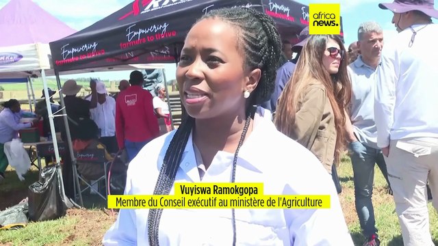 Afrique du Sud : vaste campagne de vaccination de bétail contre la fièvre aphteuse