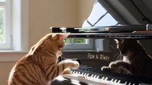 Cute Kitten Playing Piano – River Flows in You Cover 🐱🎹
