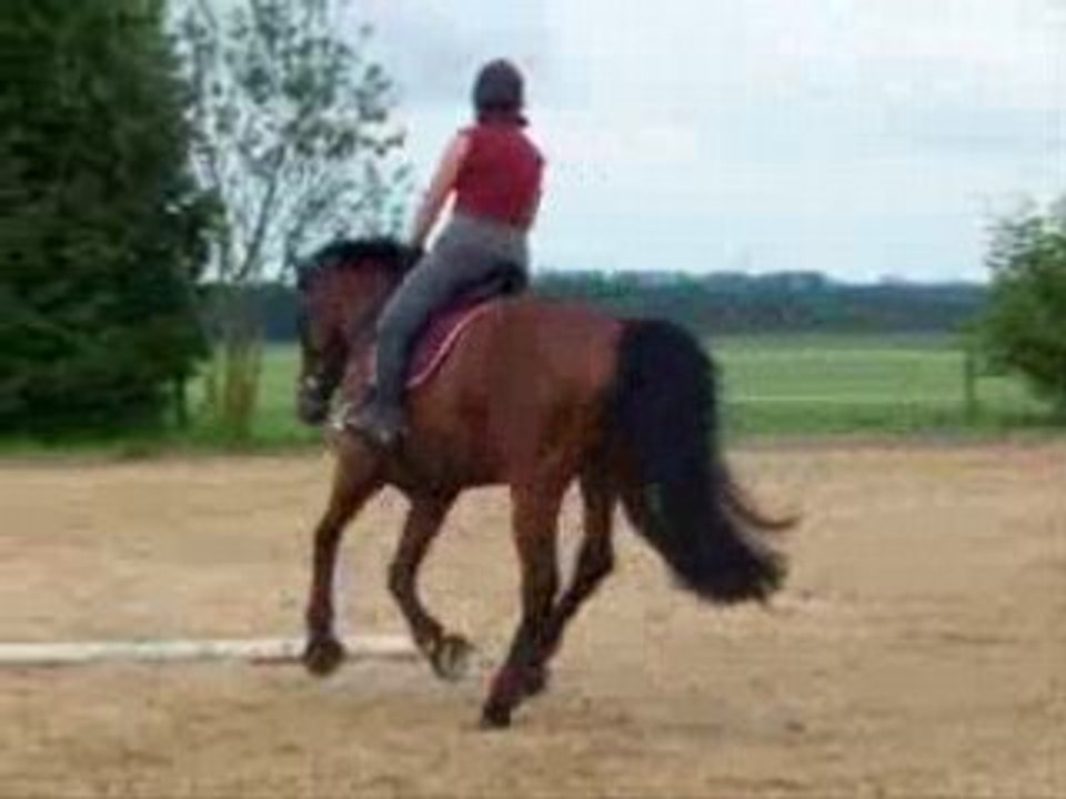 prince galop barres sur le cercle