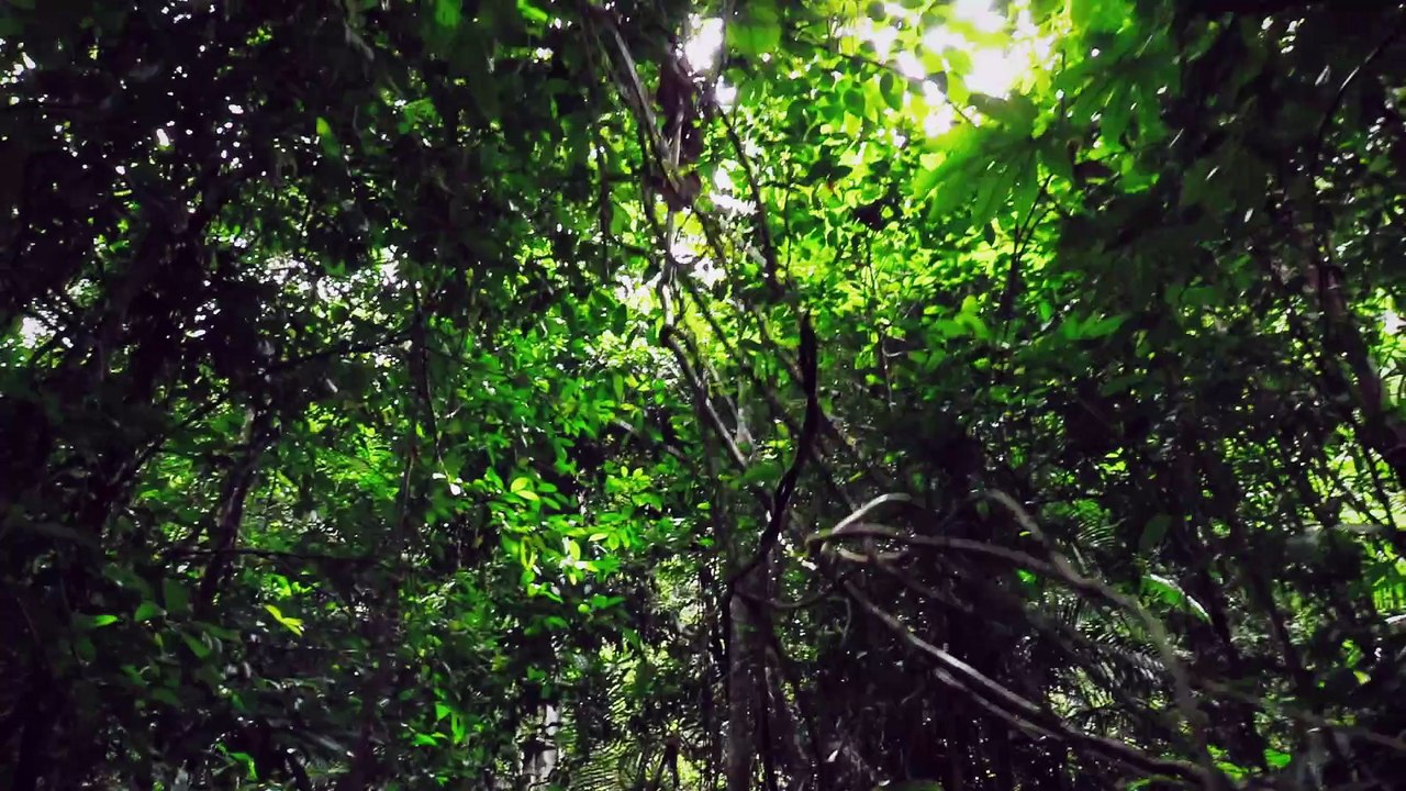 Kratom: The Forbidden Leaf (Hamilton's Pharmacopeia, S02E03)