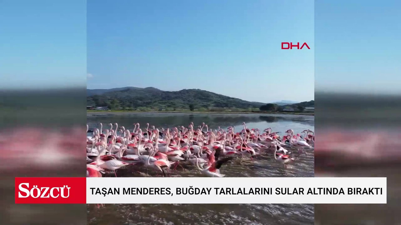Taşan Menderes, buğday tarlalarını sular altında bıraktı; flamingolar akın etti
