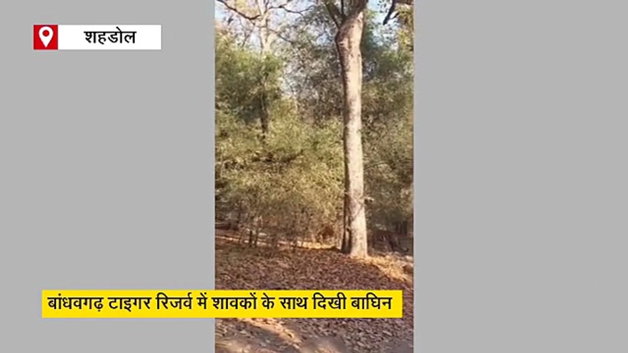 बांधवगढ़ टाइगर रिजर्व में गजब नजारा, एक नहीं 5 श...