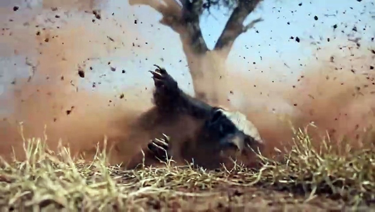 Mother_Eagle_Rescues_Her_Cub_after_Honey_Badger_does_this_-_From_Egg_to_Survivor_720P
