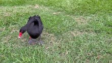 Black swan