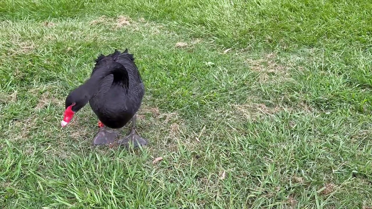 Black swan