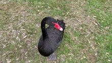 Black swan again