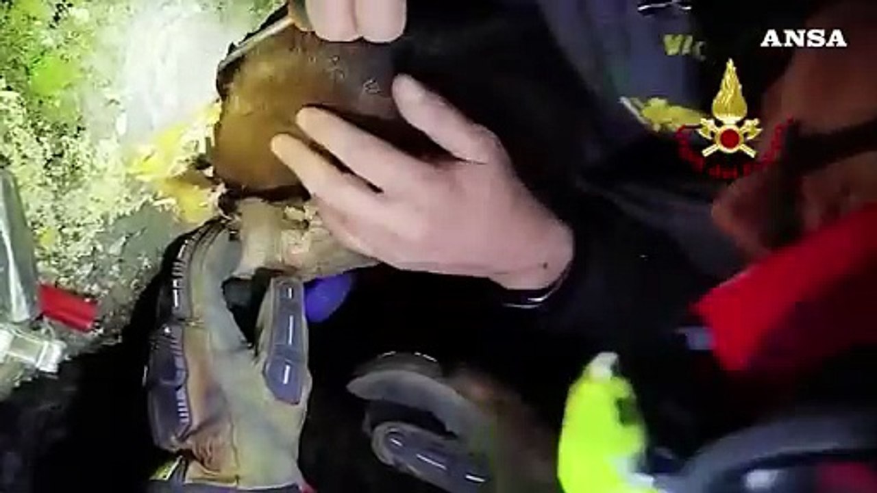 Scoiattolo incastrato in un albero, l'intervento dei Vigili del fuoco