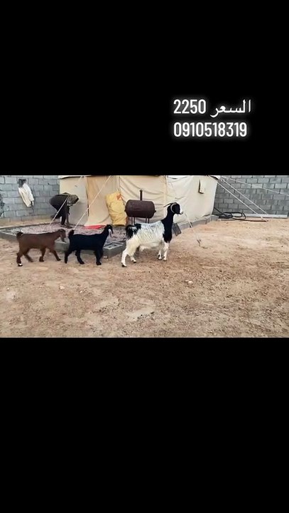 Cutest Little Goat Ever! 🐐😍 #Shorts