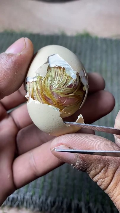 The Most Amazing Chick Hatching Moment! #shorts
