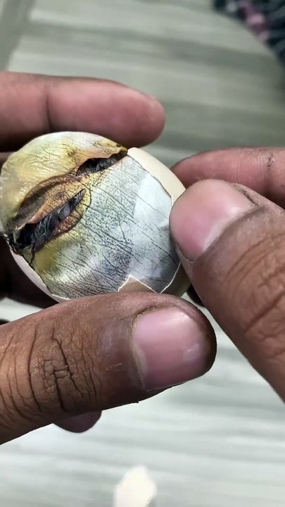 Baby Chick Was Dying in Egg – I Helped It Hatch! 🐣