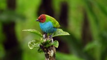 Red-Headed Tanager