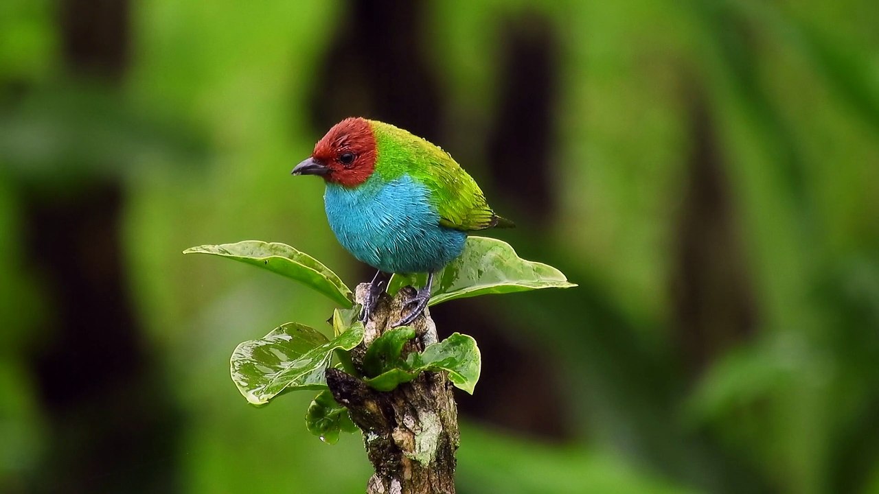 Red-Headed Tanager