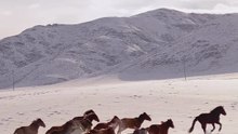Herd of Galloping Horses