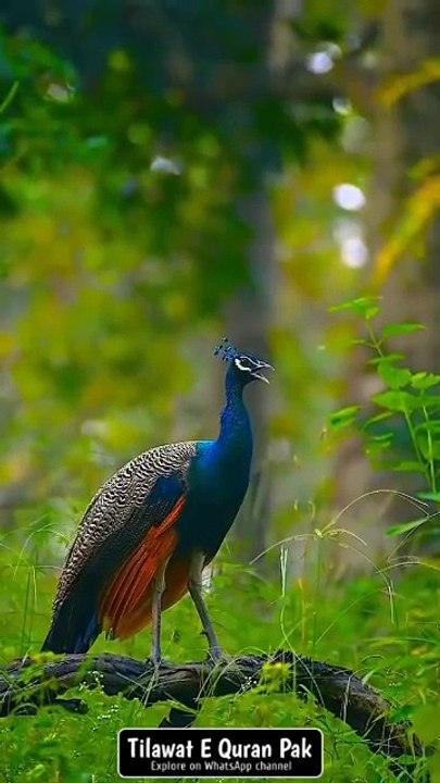 VID-20260307-WA0006 tilawat Quran majeed