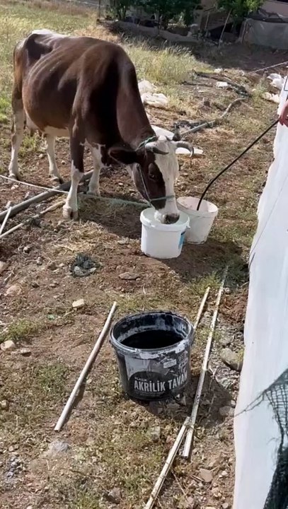 Cow raising in the village