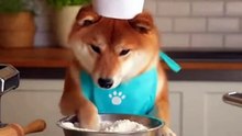 Dog Makes Food EP3: Noodles