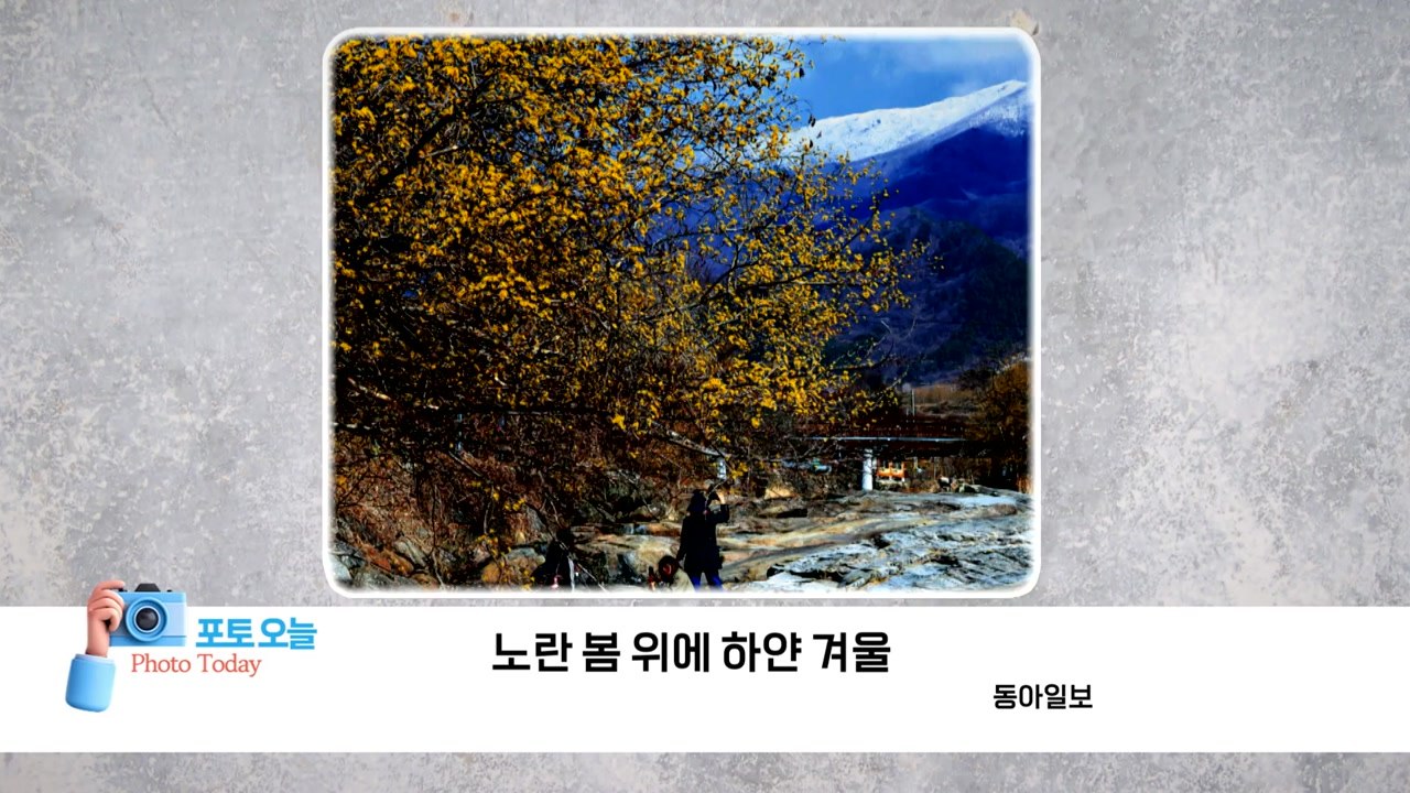 [포토오늘] 노란 봄 위에 하얀 겨울 / YTN