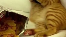 Funny Cat reaction when mom took her mobile 🤣