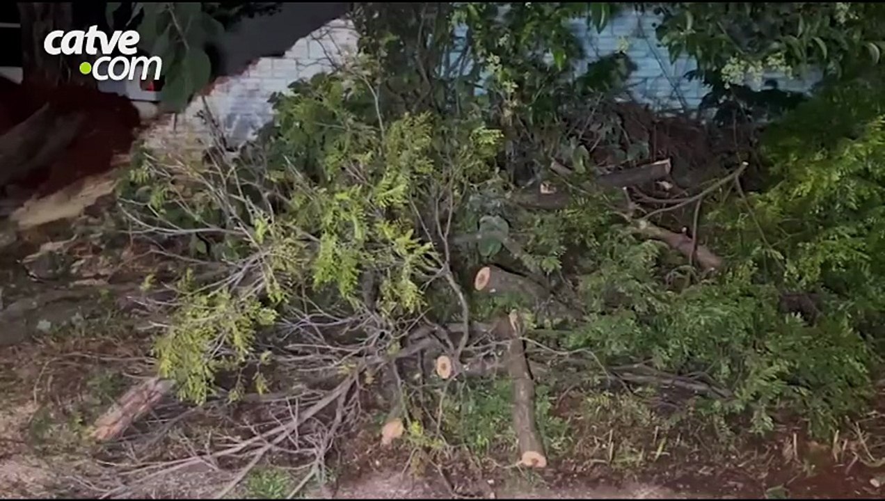 Árvore cai com ventos fortes e bloqueia cruzamento no bairro Alto Alegre em Cascavel