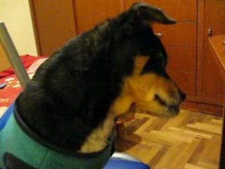 Chiqui y los gatitos