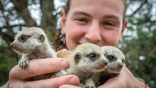 Meerkat babies at Tasmania Zoo | The Examiner | March 2026