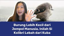 Mengenal Kolibri Lebah, Burung Paling Kecil di Dunia-Serius Ini Hewan?