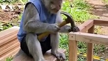 Smart Monkey Builds a Goat Pen by Himself | Funny Animal Moment