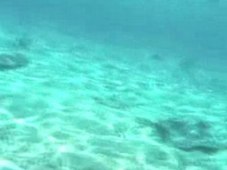 Requins BORA