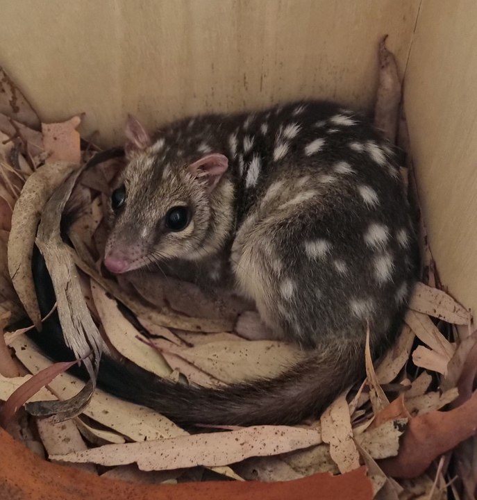 Stowie the Northern Quoll in Dubbo | March 2026 | Daily Liberal