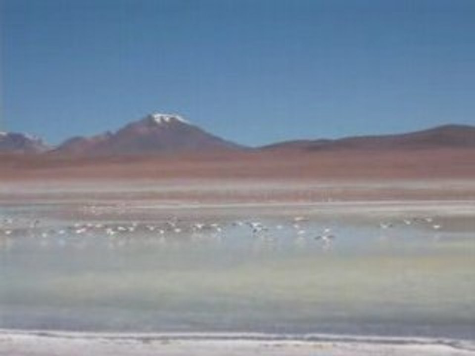 Lake flamingo flying