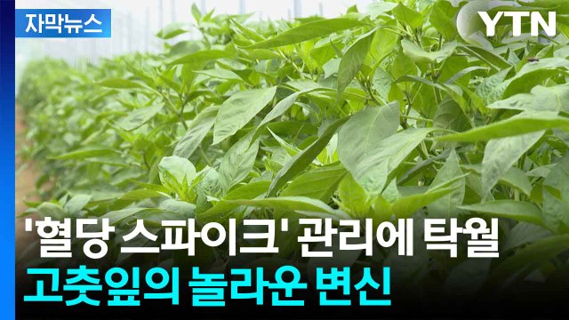 [자막뉴스] 당뇨 약과 90% 유사 ...혈당 관리에 탁월한 '이것' / YTN