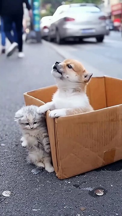 Kindness for animals