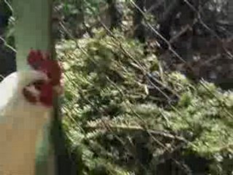 Alex est une ........