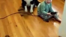 Funny baby shaves Dog Can’t stop laughing