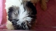 puppy loves to play with the garter