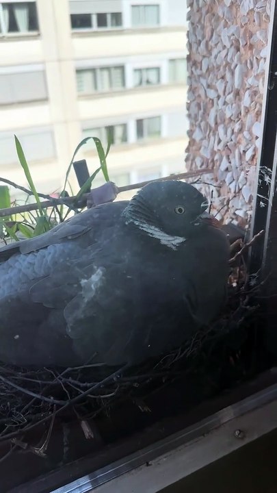 Avec Monsieur Pringo la palombe pigeon ramier  #wildlife  #day8  #palombe #birds #egg #fyp  #geneva