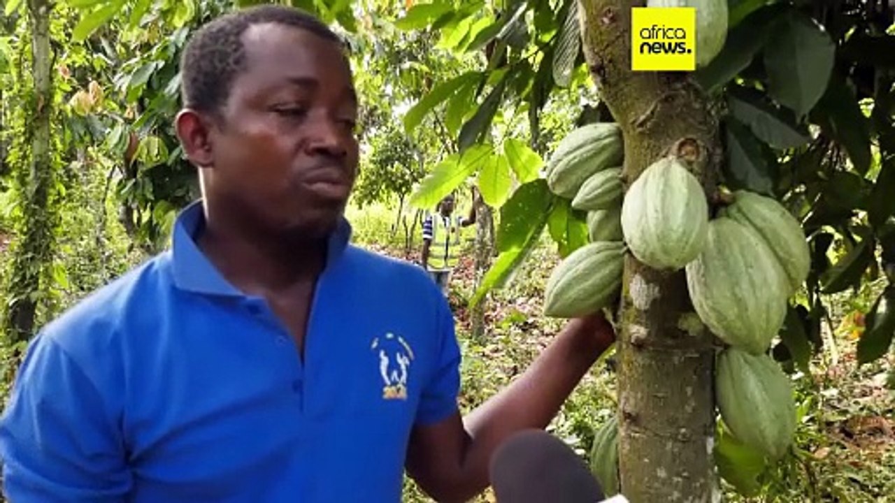Côte d’Ivoire : la crise du cacao fragilise des centaines de milliers de producteurs