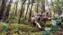 Dos lobos siguen un rastro en el bosque y encuentran algo extraño: una cámara trampa que acaba desapareciendo