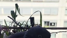 Avec Monsieur Palombe et ses œufs #wildlife  #day6  #palombe   #birds #egg #fyp  #geneva (1)