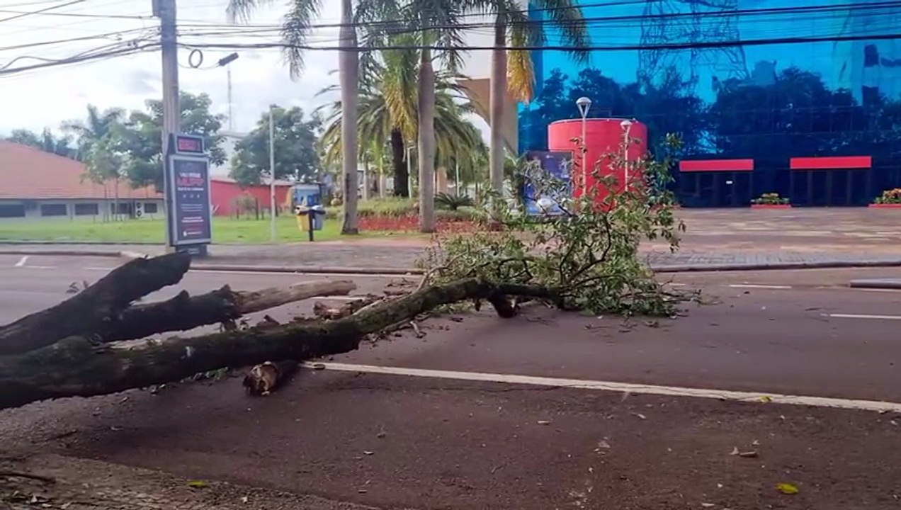 Árvore cai e interdita trecho da Rua Rio de Janeiro em frente ao Teatro Municipal de Cascavel