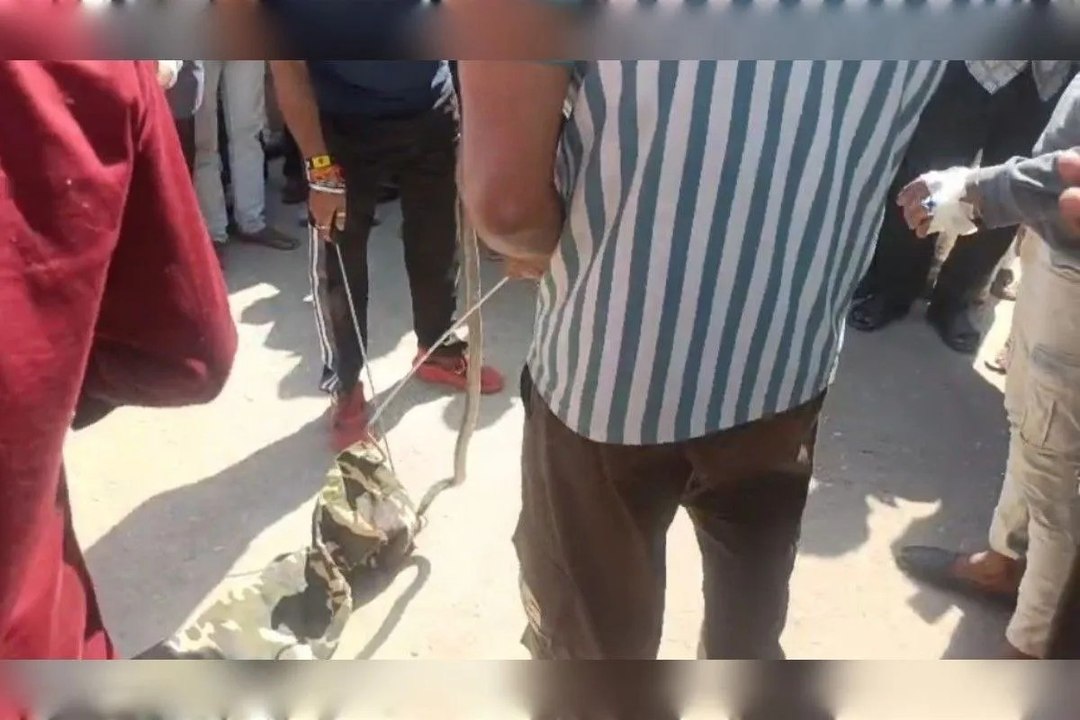 कार के इंजन में घुसा सांप, रेस्क्यू टीम ने सुरक्षित बाहर निकाला