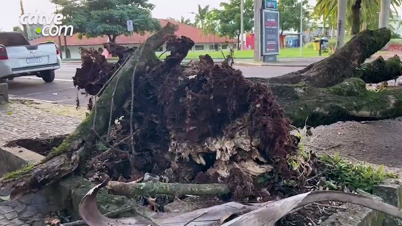 Atenção motoristas: árvore cai e interdita a rua Rio de Janeiro em frente ao Teatro