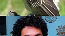 Anu-branco limpeza das pragas e insetos no terreno!