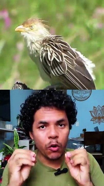 Anu-branco limpeza das pragas e insetos no terreno!