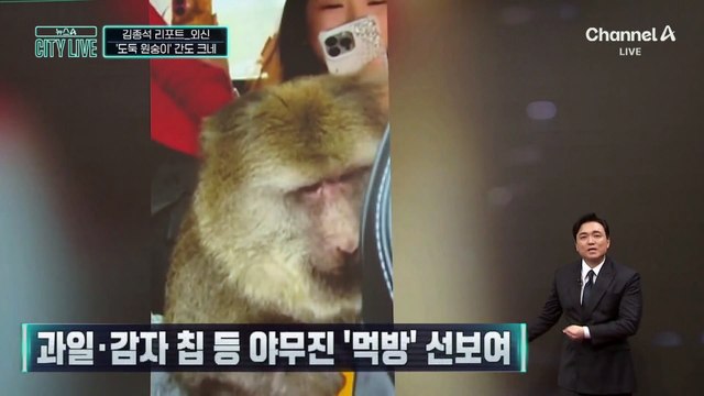 [김종석의 리포트]관광객 차량 침입한 ‘간 큰 원숭이’