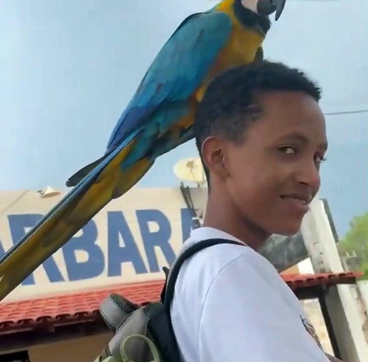 Arara aparece do nada, pousa na cabeça de menino em bicicleta e vira sensação na internet