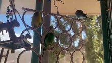 Budgie playing video